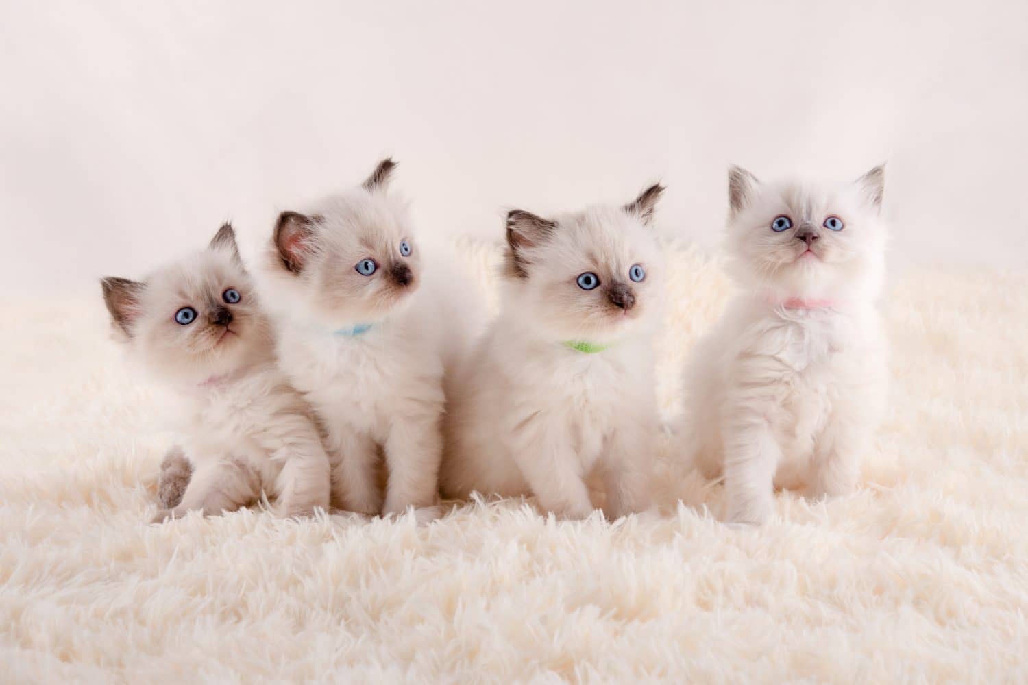 four ragdoll kittens with blue eyes  sitting on white rug on a white background