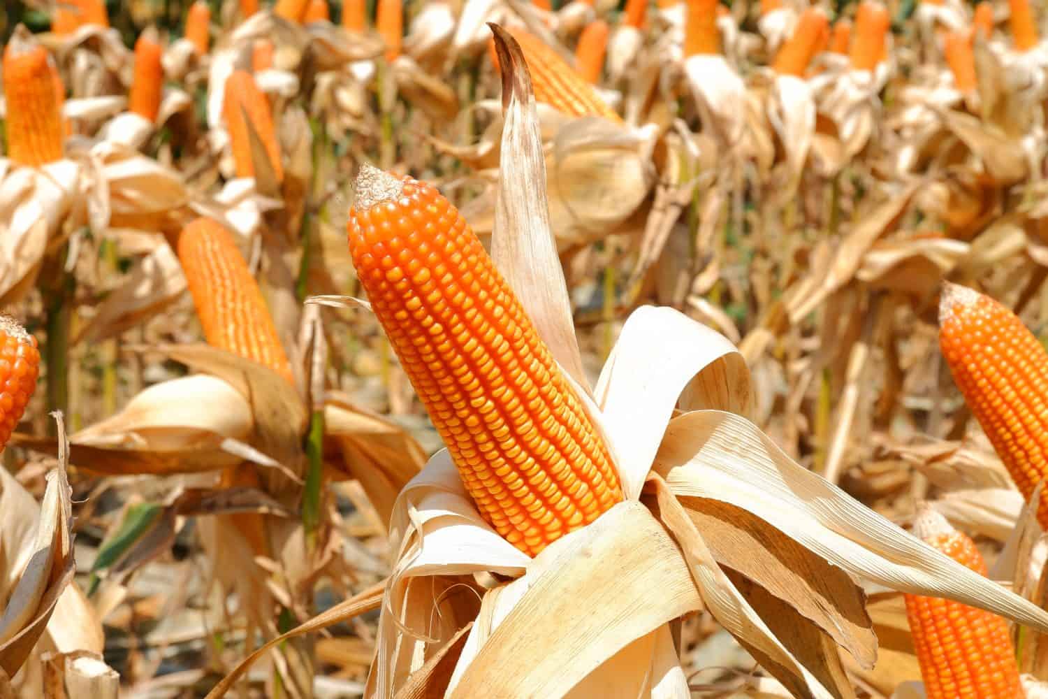 The Yellow Guinea variety of corn is actually an orange color.