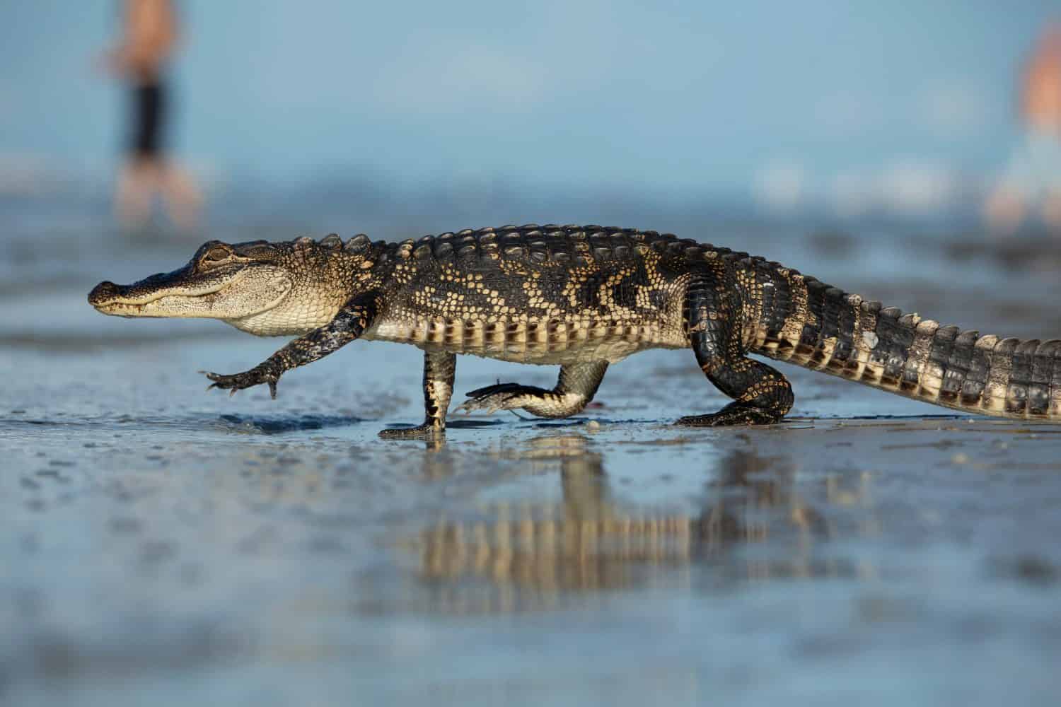 Gator Walking on Florida Beach