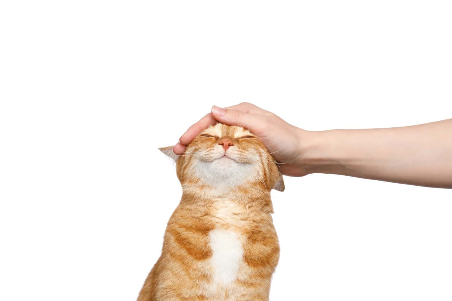 woman's hand stroking a ginger cat on Isolated white background