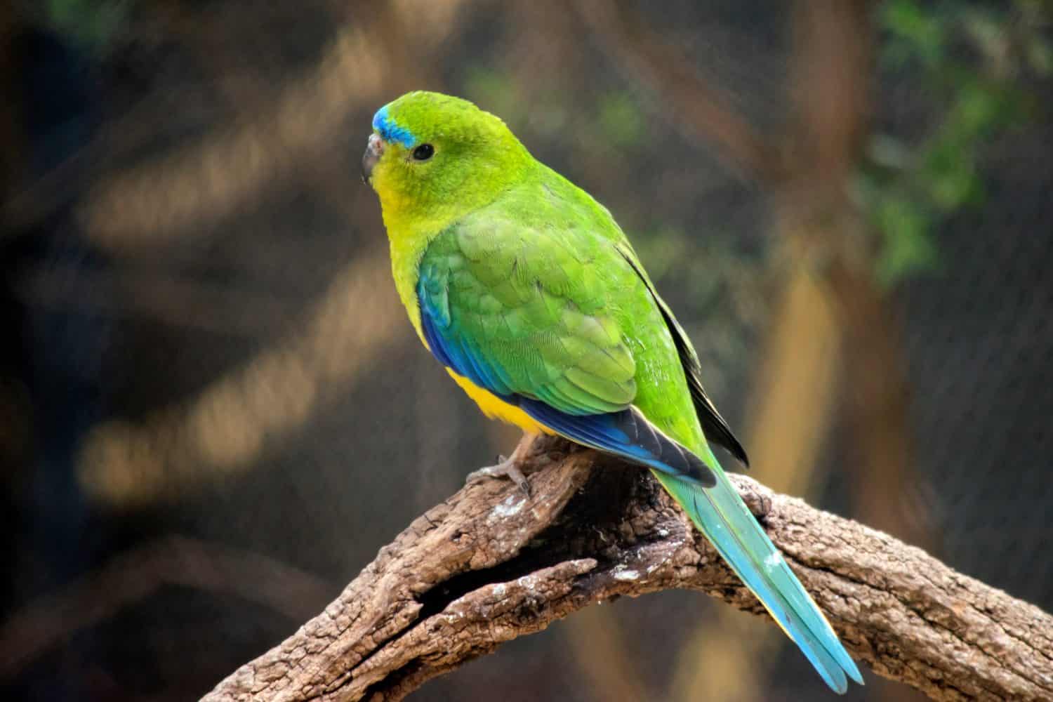the blue winged parrot is mainly green with a yellow underside and a blue eyebrow and blue on its wings