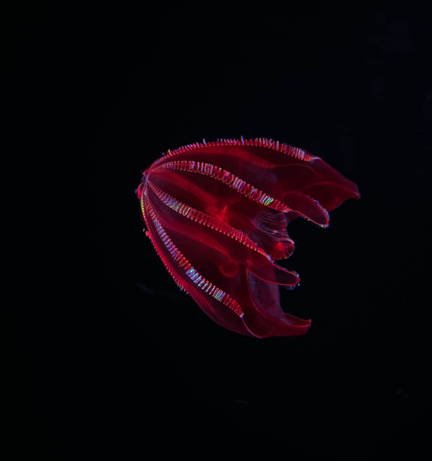 A Bloodybelly comb jelly, Lampocteis cruentiventer