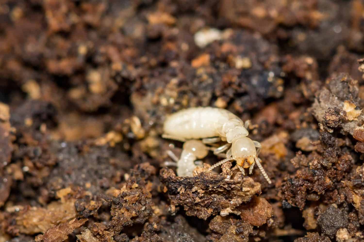 Eastern Subterranean Termite - Reticulitermes flavipes