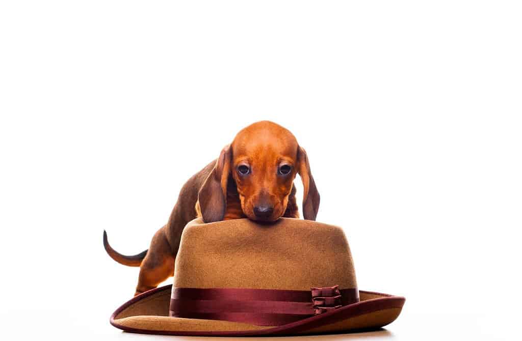 image of dog hat white background