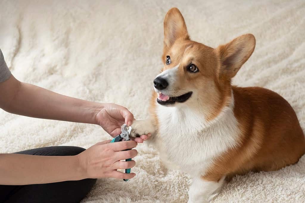dog owner trims the nails of his pet red welsh corgi pembroke, Trimming dog claws. Dog's claw being trimmed with special scissors