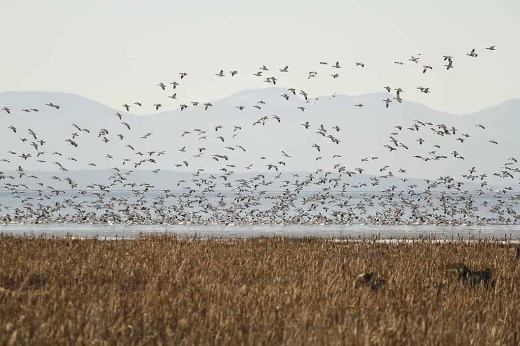 In the Western Americas, a 5000-mile-long corridor called the Pacific Flyway is used by migrating birds.