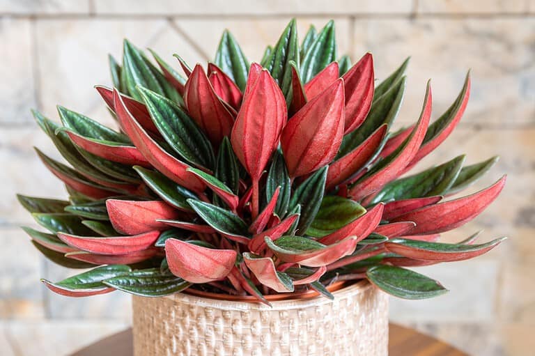 Peperomia caperata rosso variety in pot