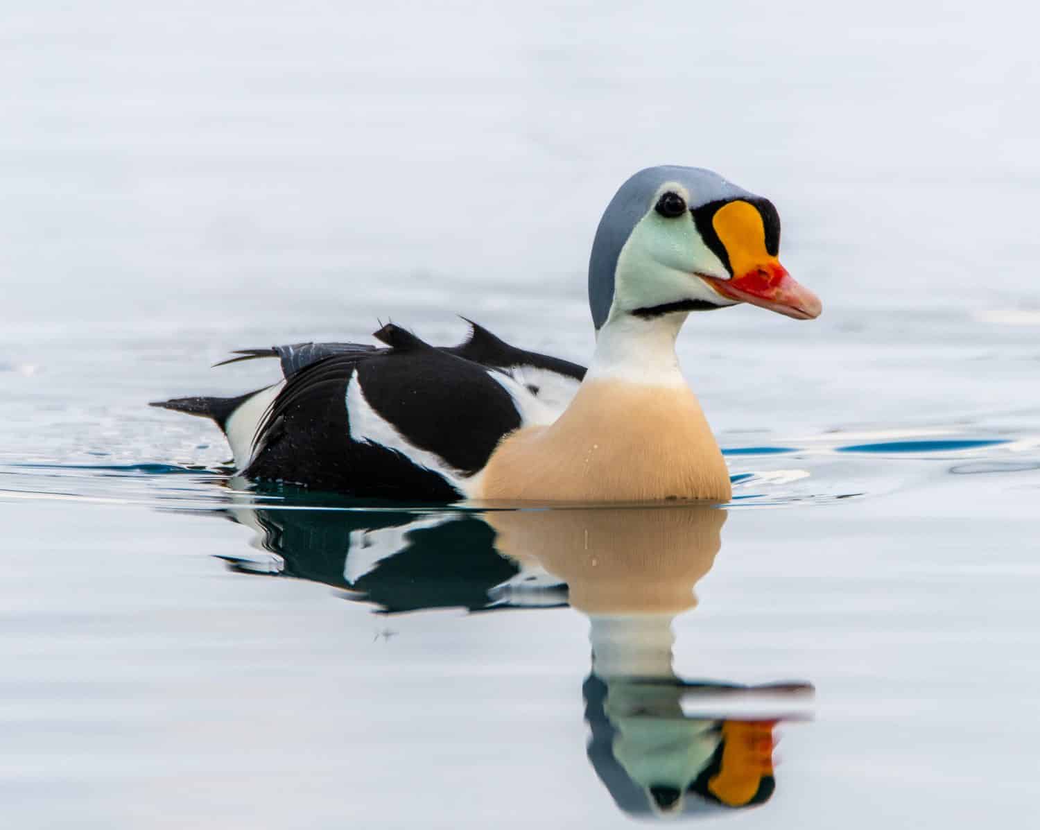 Swimming king eider at the harbour of båtsfjord, Norway