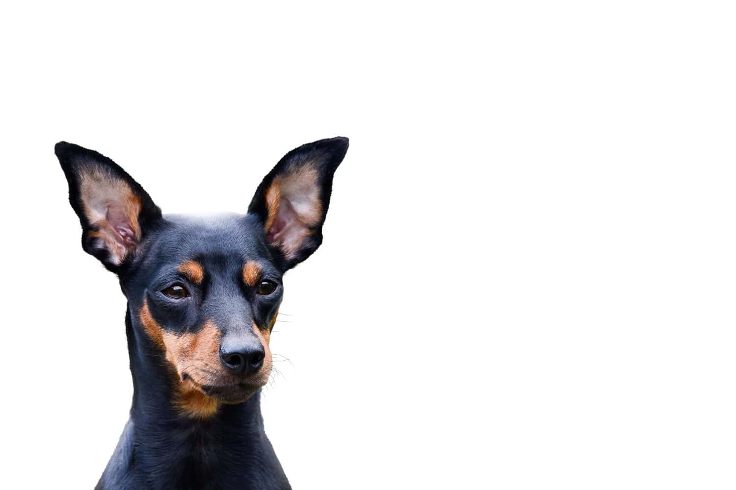 A Miniature Pinscher isolated on a white background
