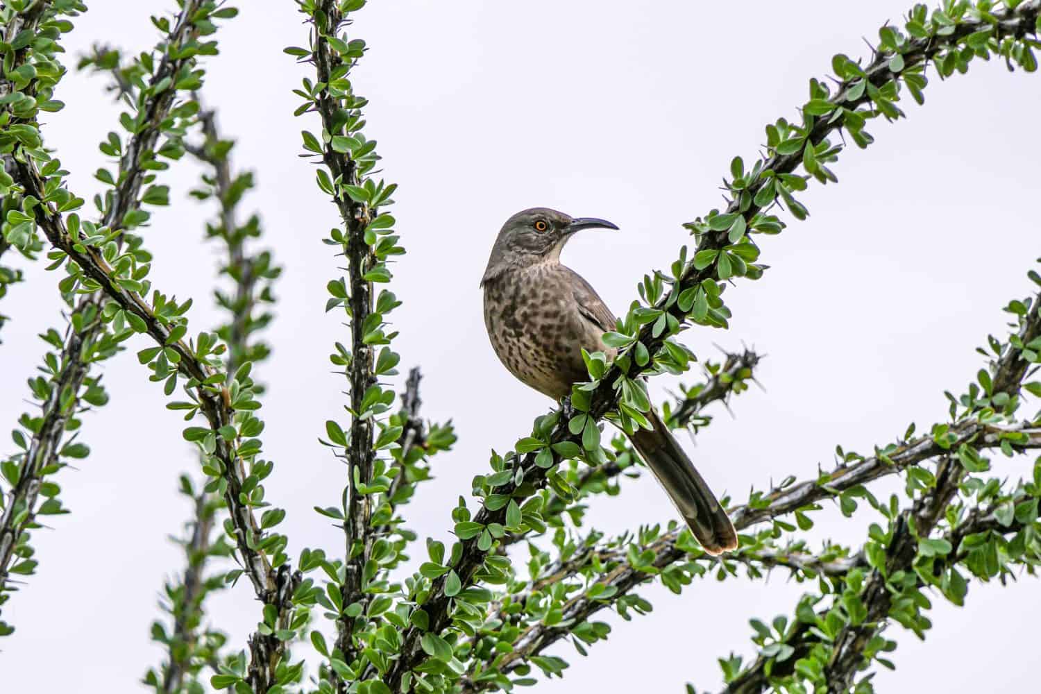 A scenic view of a curve-billed thrasher perched on a tree branch with green leaves