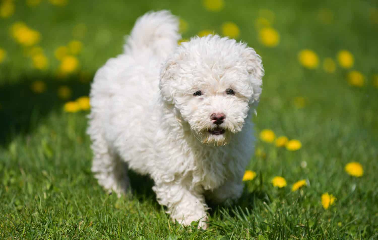 Puli white dog puppy cub standing on a grass and looking to the camera. Beautiful dog breed. Pet photography.