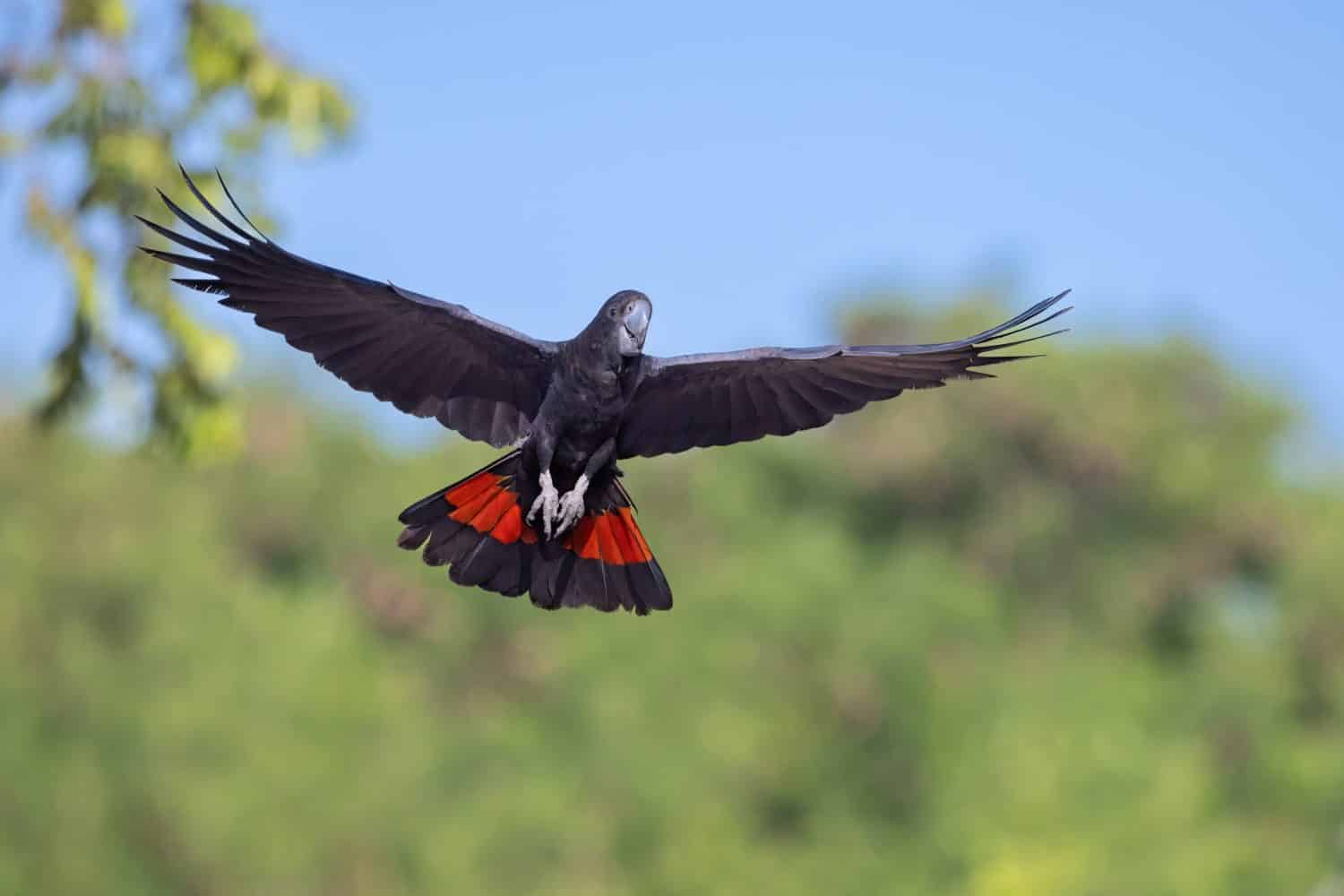 Red Tailed Black Cockatoo in flight 
