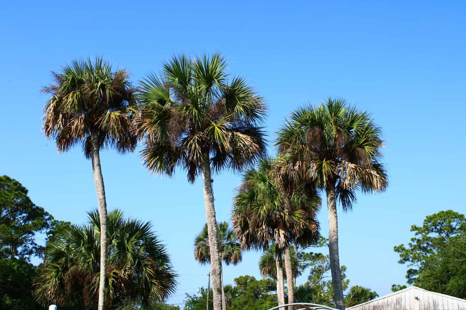 Picture of cabbage palms with a blue sky background