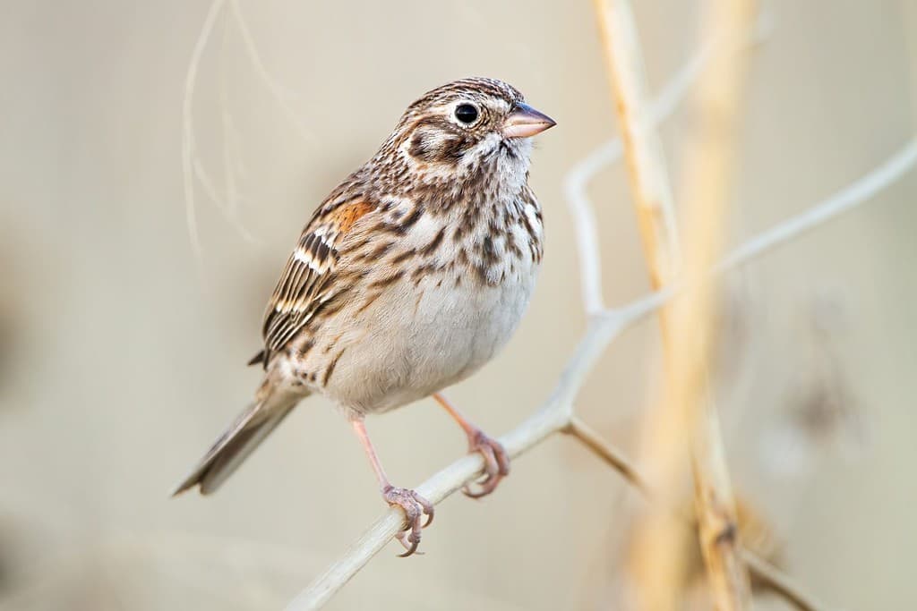 A Vesper Sparrow with a small beak on a thin branch with blurred light brown on the background