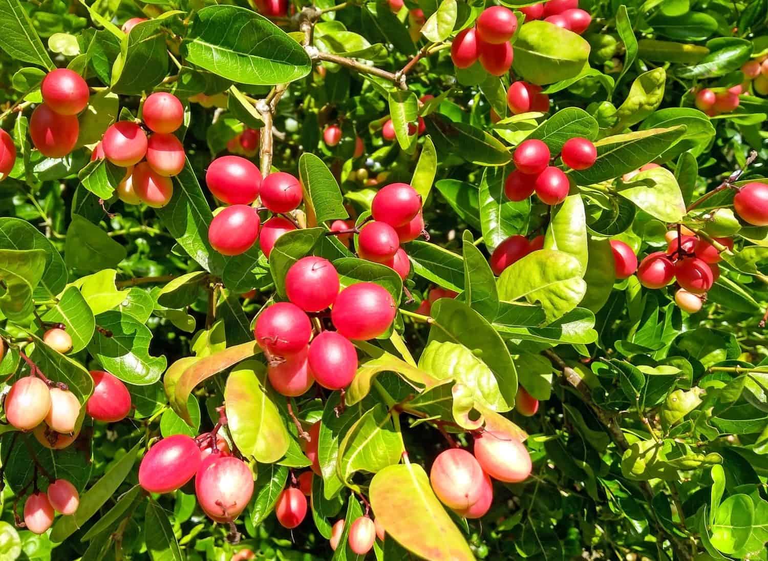 Abundance of bunches of bright red berries growing on a Bengal currant plant (Carissa carandas), also known as, Christ's thorn, carandas plum, karonda and karanda.