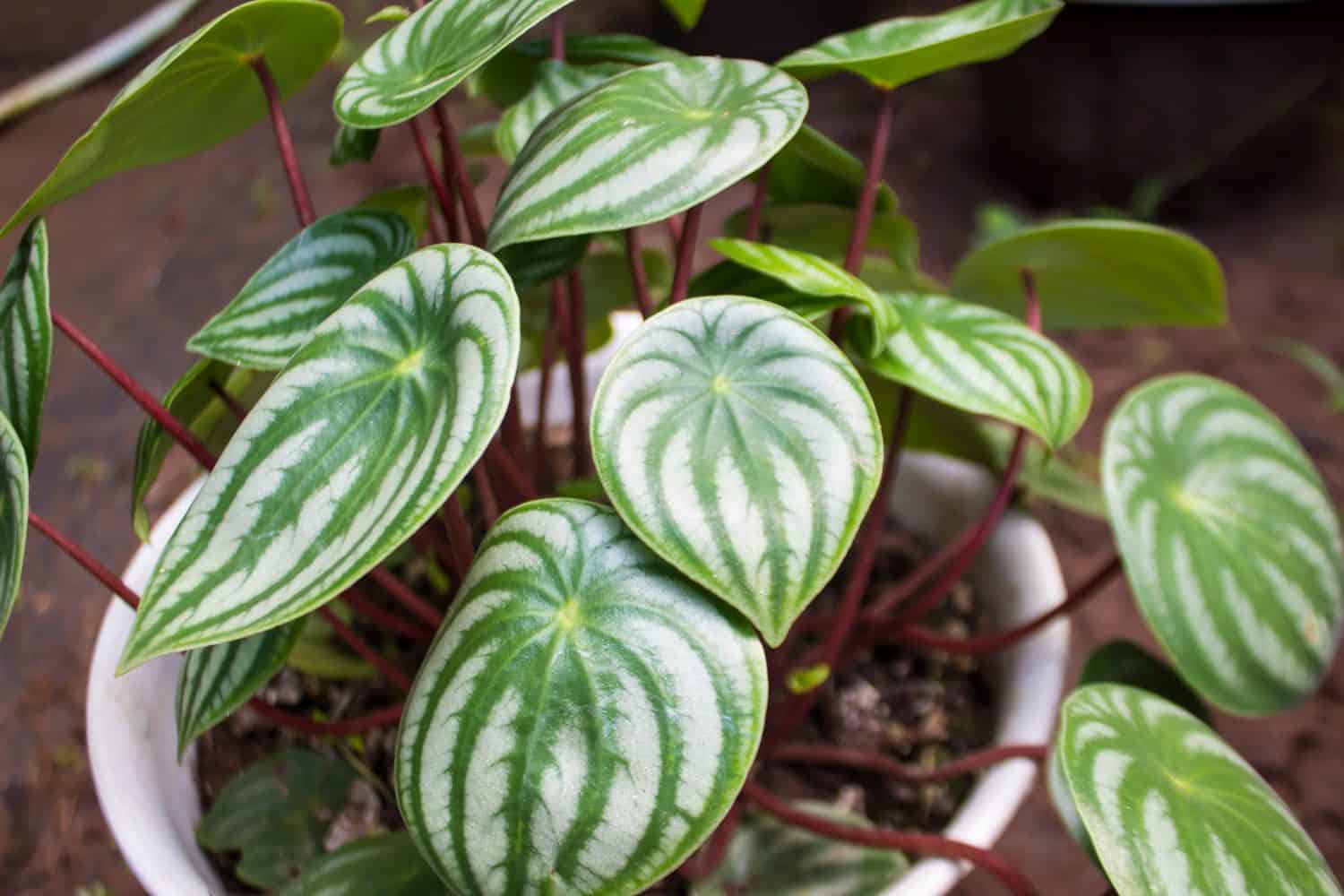 Peperomia watermelon leaves look clean and fresh
