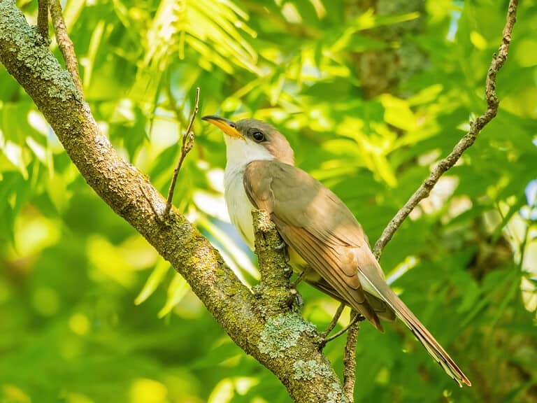 Close up shot of Yellow-billed cuckoo at Oklahoma