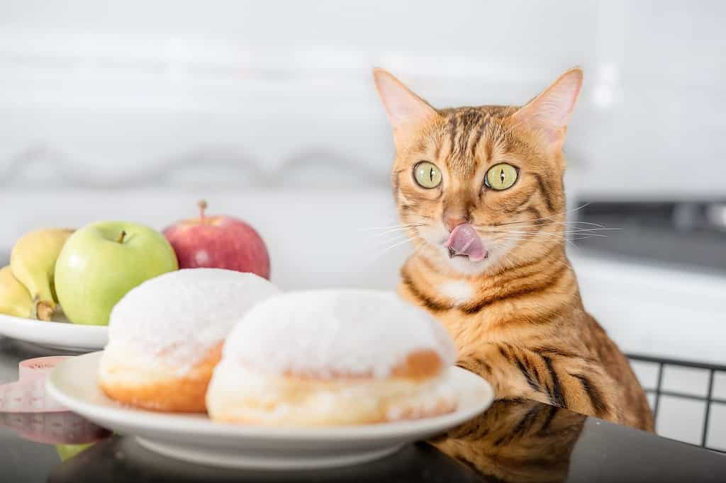 The cat licks his lips while looking at the donuts. The choice between unhealthy and healthy food.