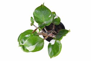 Philodendron White Knight Care Guide: # Tips for a Healthy Plant Picture