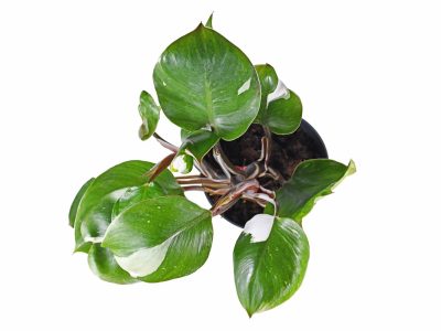 A Philodendron White Knight Care Guide: Tips for a Healthy Plant