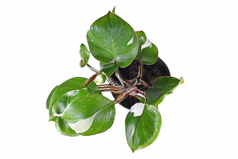 Top view of tropical 'Philodendron White Knight' houseplant with white variegation spots on white background
