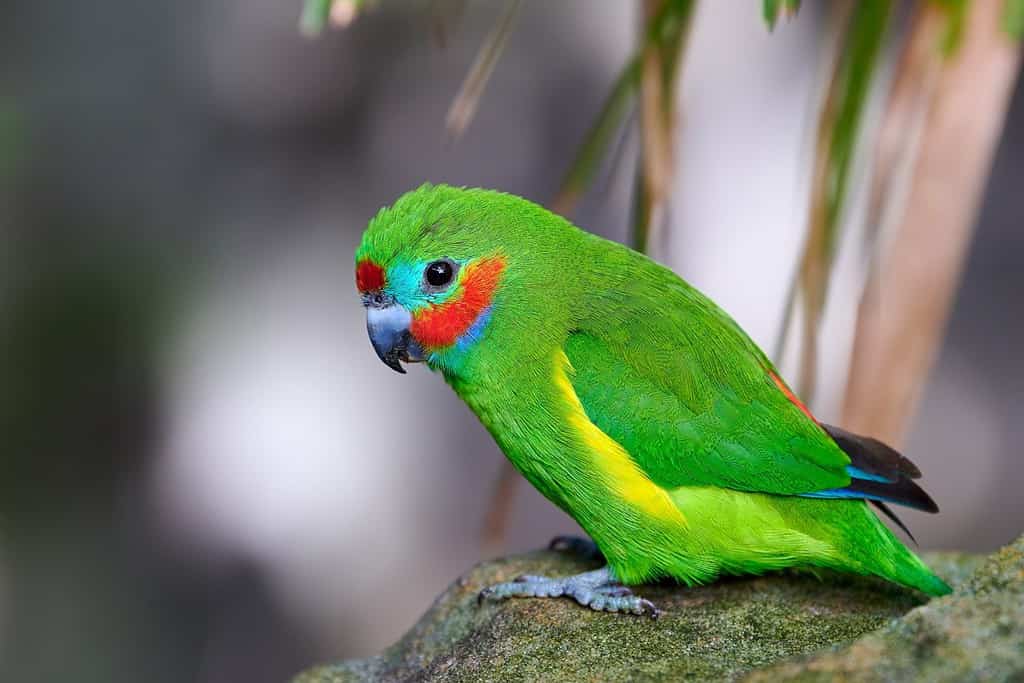 The 38 Most Common Parrots Found in Australia ID Guide and Where to