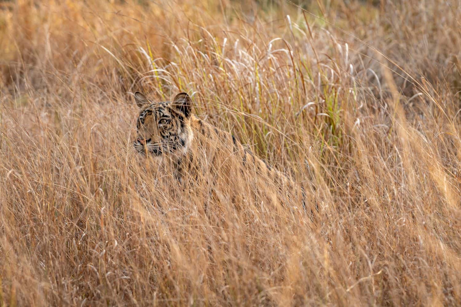 Indian wild female bengal tiger or panthera tigris tigris camouflage in grass at bandhavgarh national park forest madhya pradesh india asia