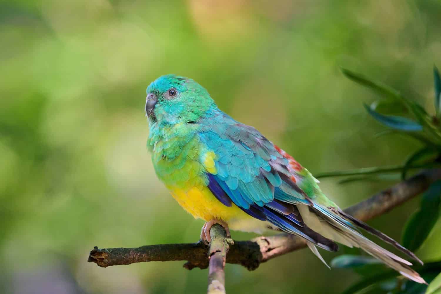 Red-rumped parrot (Psephotus haematonotus), also known as the red-backed parrot or grass parrot, is a common bird of south-eastern Australia. High Quality Photo.