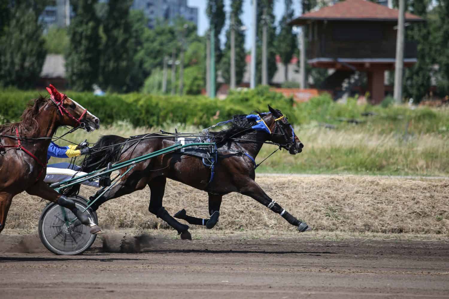 Hippodrome. Competition for French Trotter horses. A group of horses in harness races.