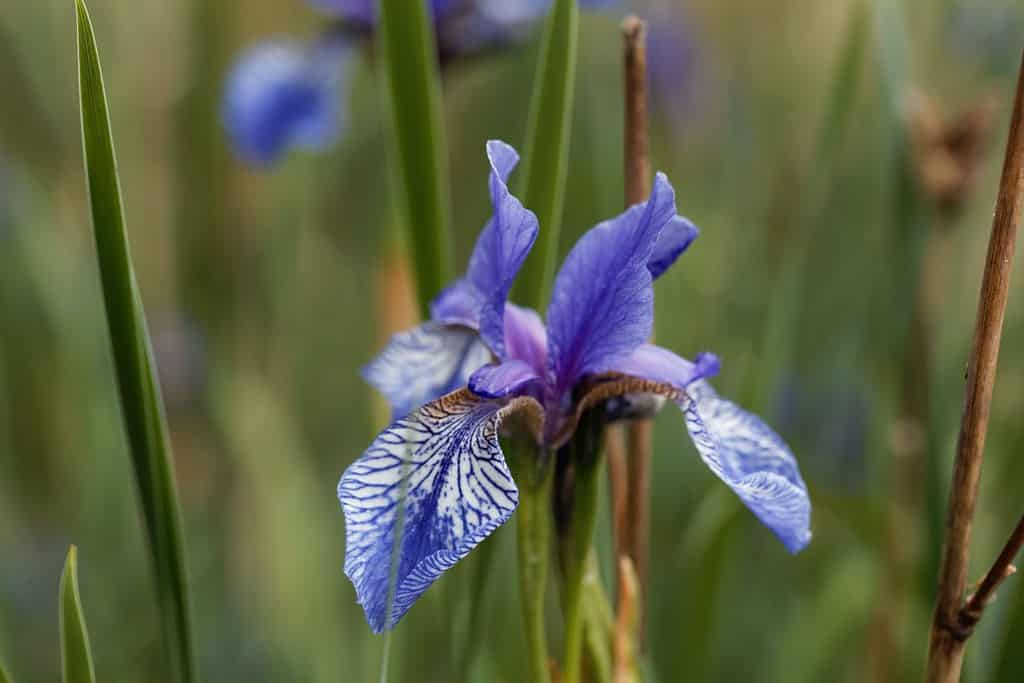 Flower of a cubeseed iris, Iris prismatica