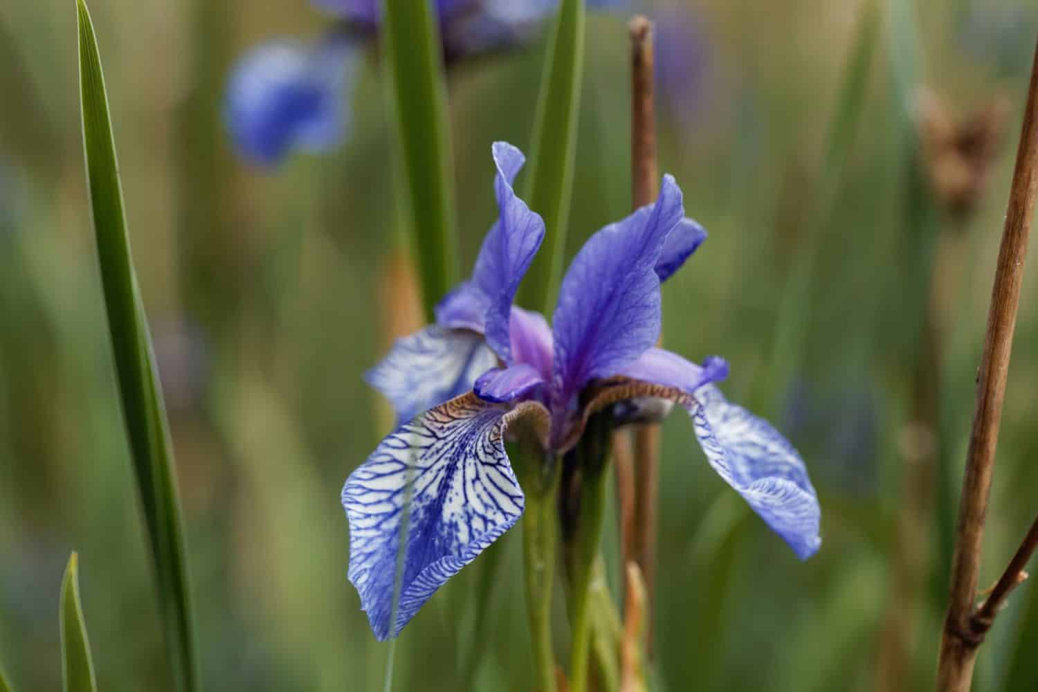 Flower of a cubeseed iris, Iris prismatica