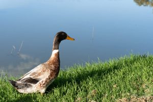 Do Ducks Make Good Pets? Picture