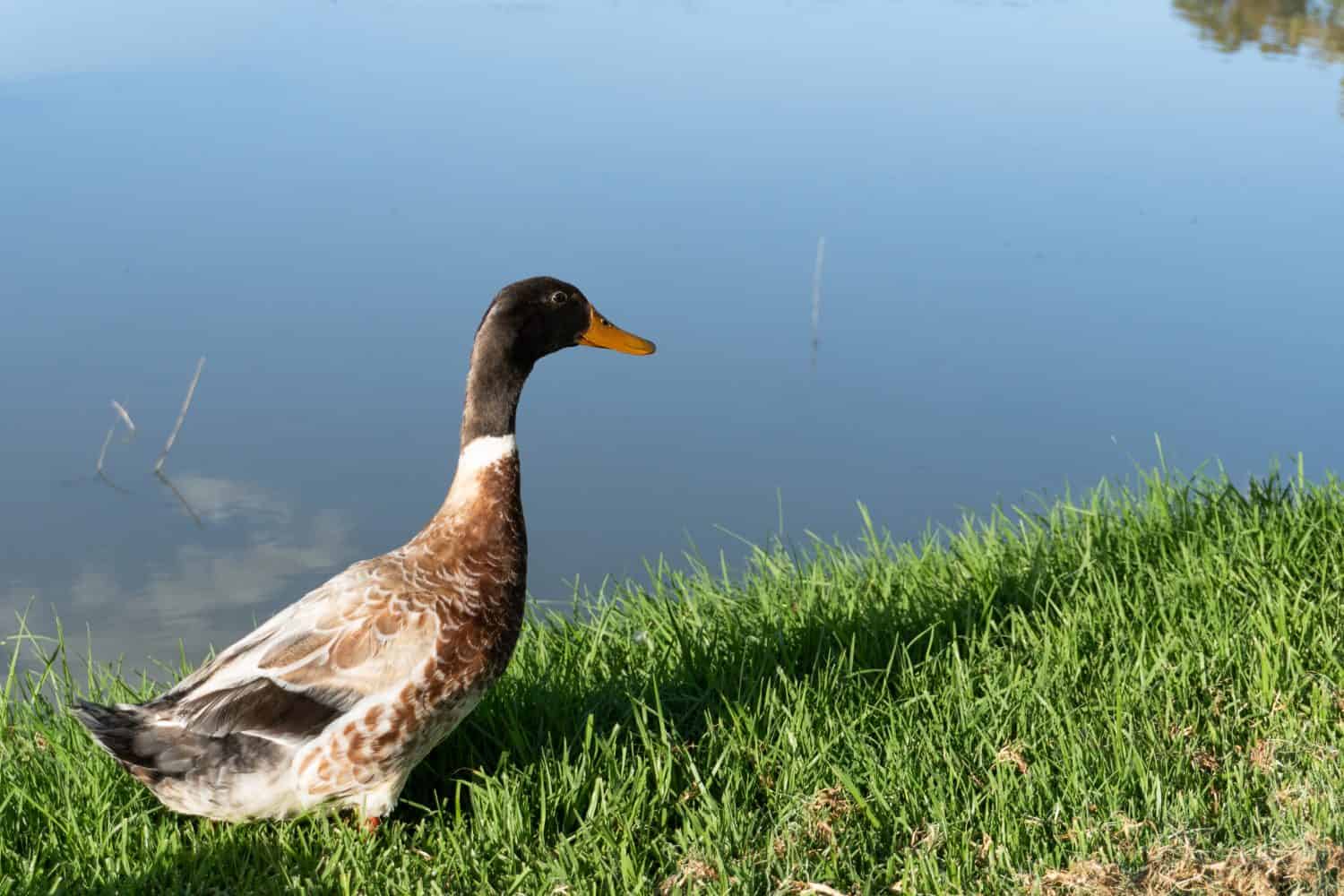 Abacot Ranger duck on the grass bed shore of a lake