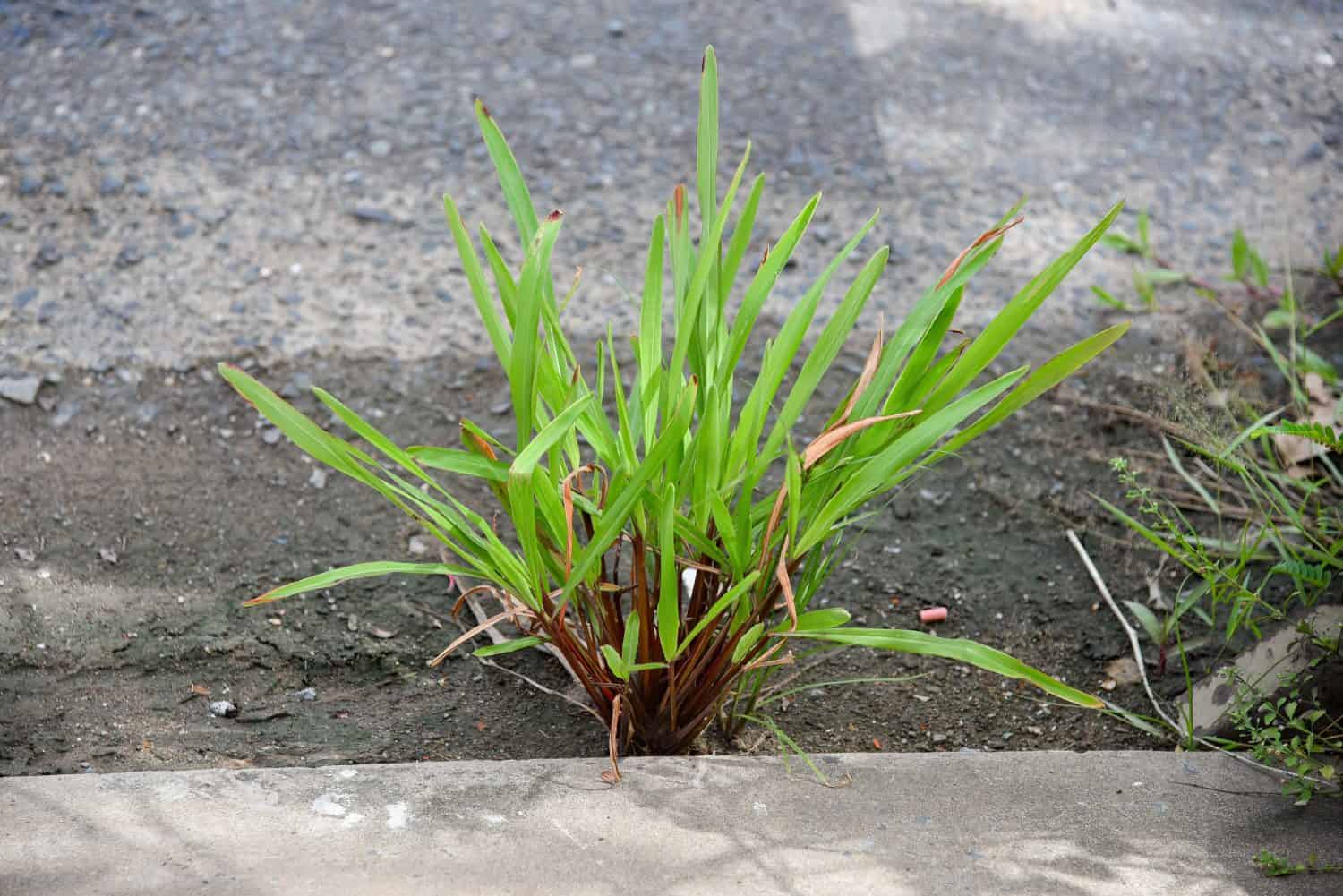 Annual ryegrass (Lolium rigidum) growing by the roadside. commonly known by the names