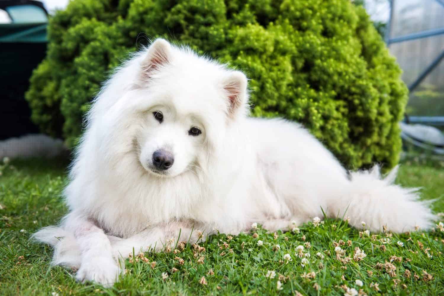 Big white dog with fluffy hair of Samoyed breed