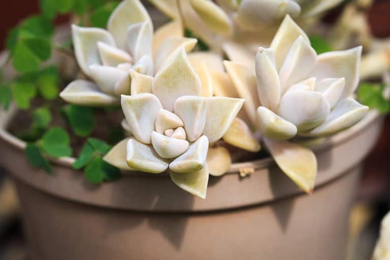Graptopetalum paraguayense leaf texture. Natural background. Close-up to insert text