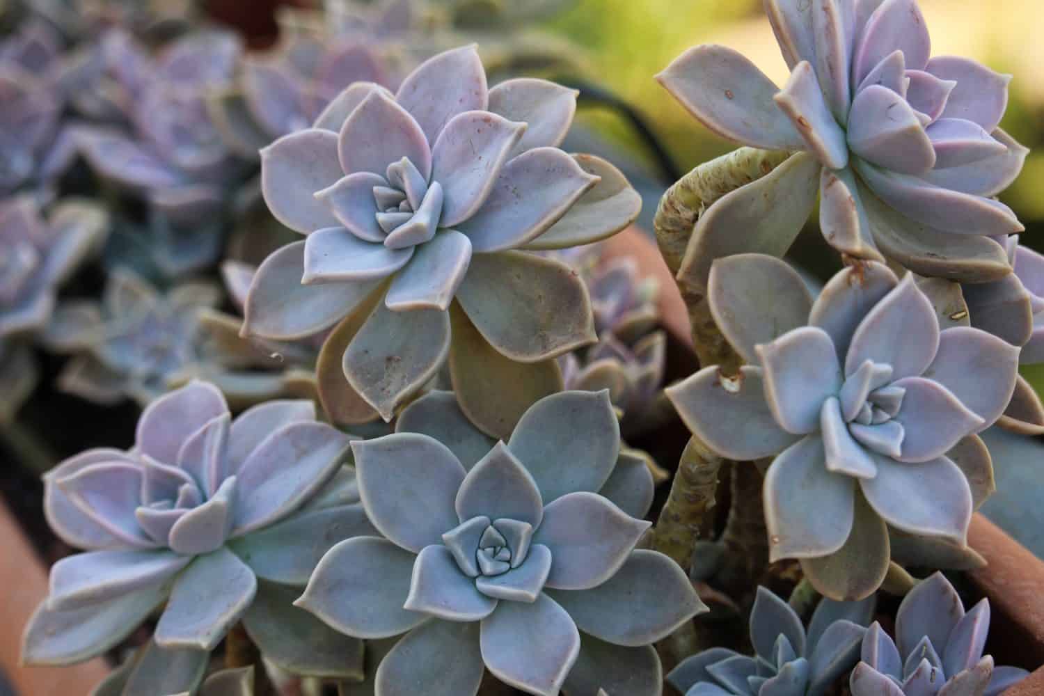 Ghost Plant - Varieties, How to Propagate and More - A-Z Animals