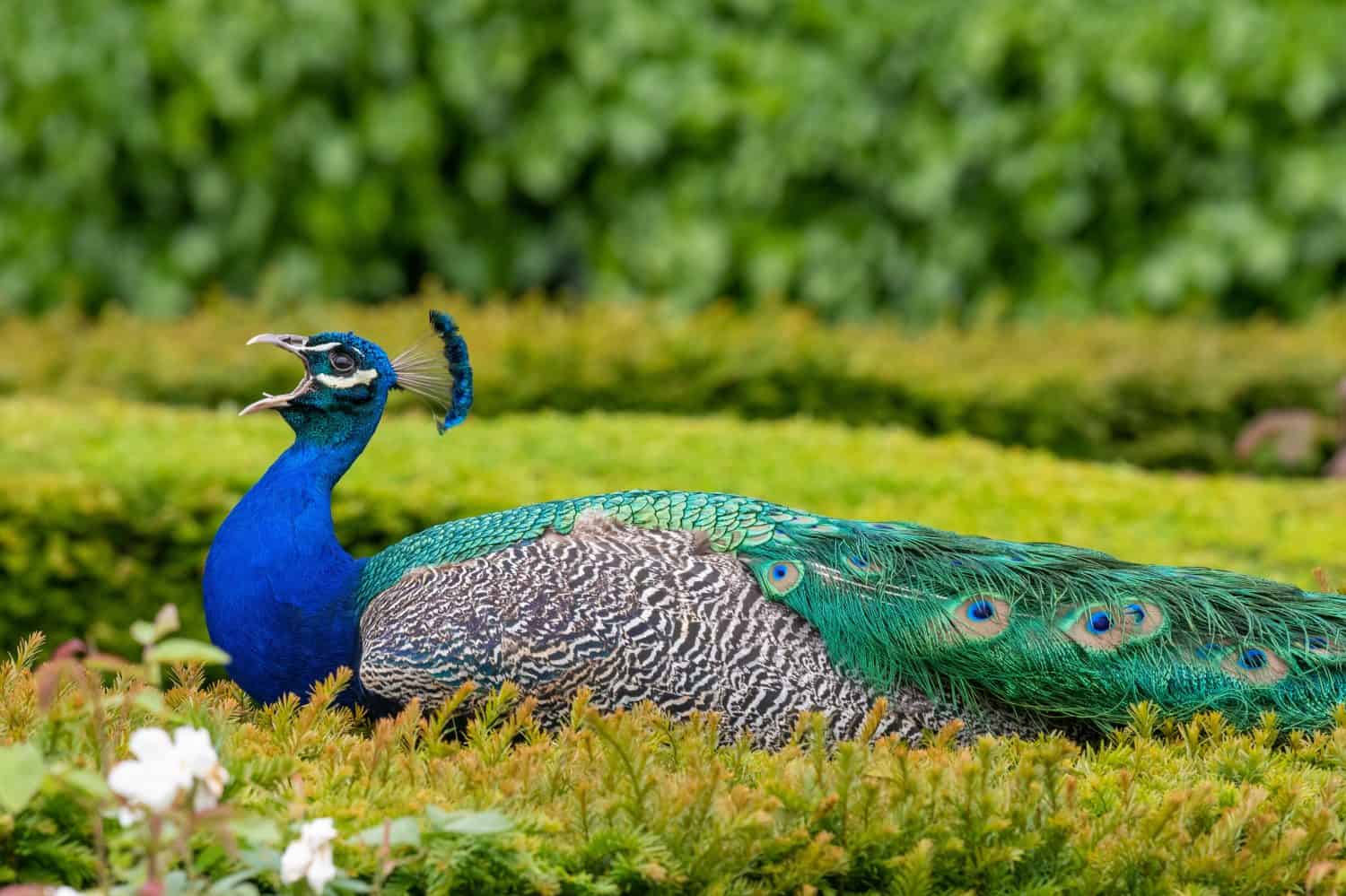 Portrait of a peacock (pavo cristatus) sitting squawking while sitting on a hedge