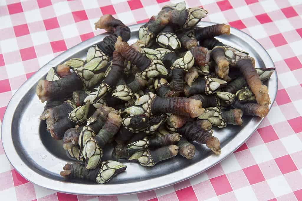Gooseneck barnacles, a traditional Spanish delicacy