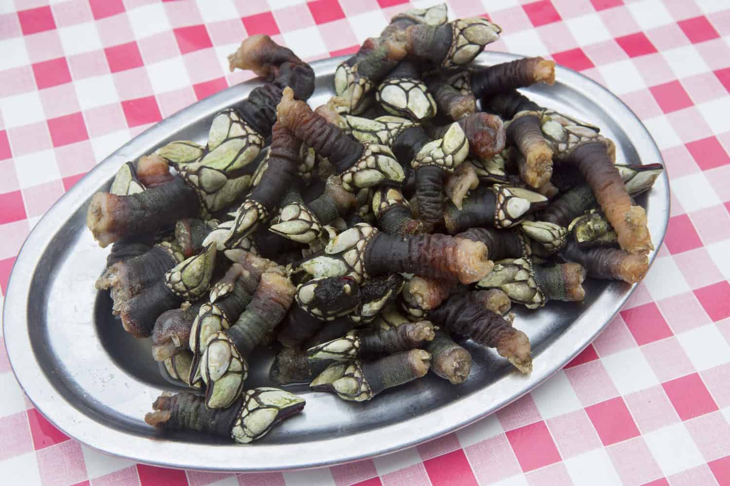 Gooseneck barnacles, a traditional Spanish delicacy