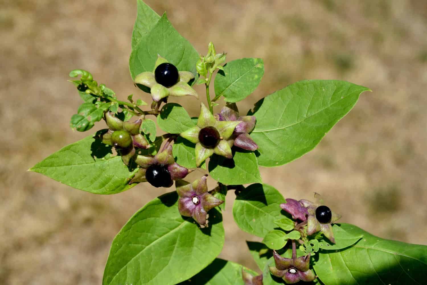Deadly Nightshade, Atropa bella-donna, has black berries and is a poisonous and medicinal plant.