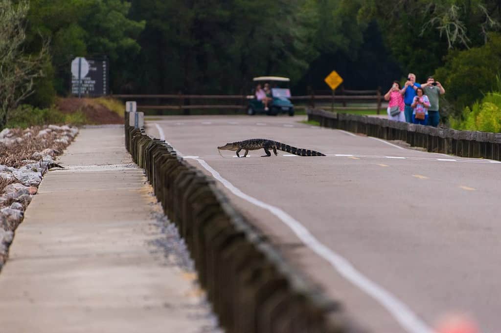 Alligators in Huntington Beach State Park, South Carolina