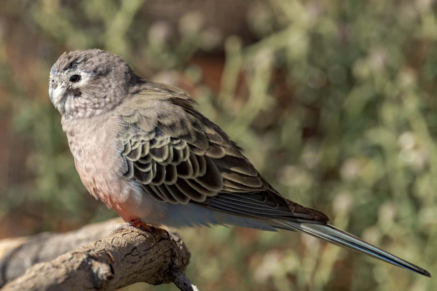 Bourke's Parrot in Northern Territory Australia