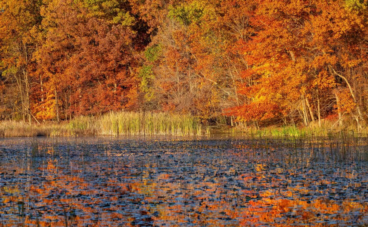 Colorful autumn trees by the lake shore in Kensington metro park, Michigan.