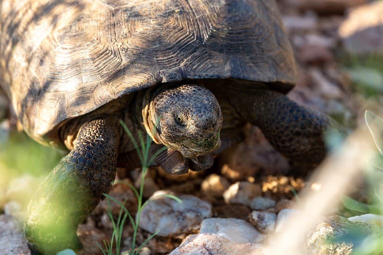Desert tortoise, Gopherus agassizii, walking through the Sonoran Desert foraging for food and perhaps a mate. A large reptile in natural habitat. Pima County, Oro Valley, Arizona, USA.