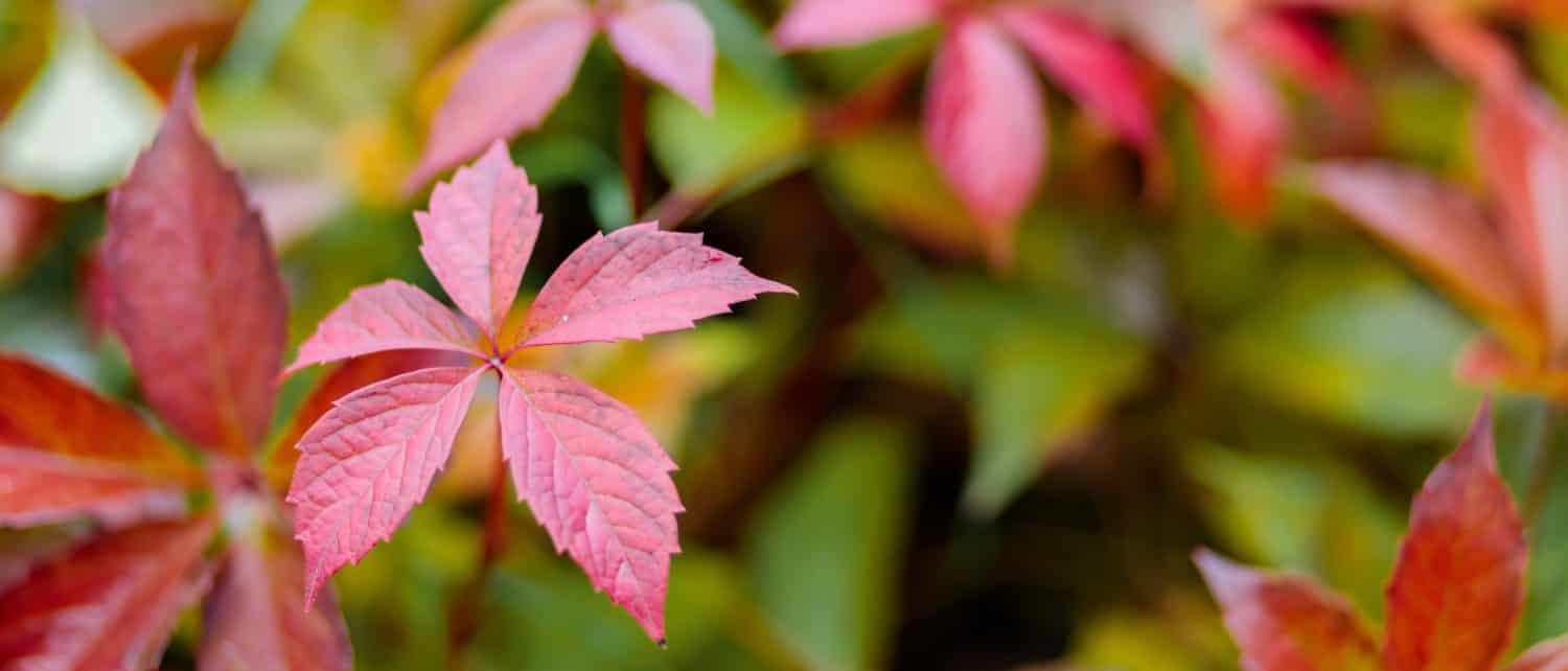 Multicolored leaves of wild grapes in autumn. Red and green leaves of Parthenoc ssus quinquefolia (Virginia creeper). Autumn natural background