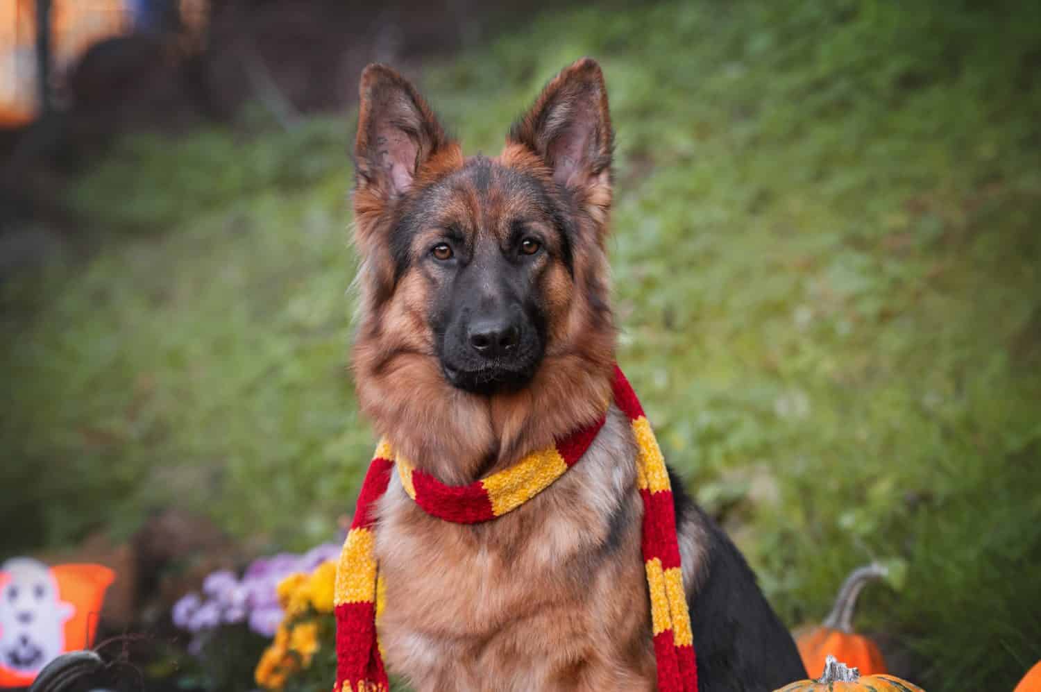 Happy Halloween.  Autumn dog. German Shepherd in Harry Potter scarf Gryffindor