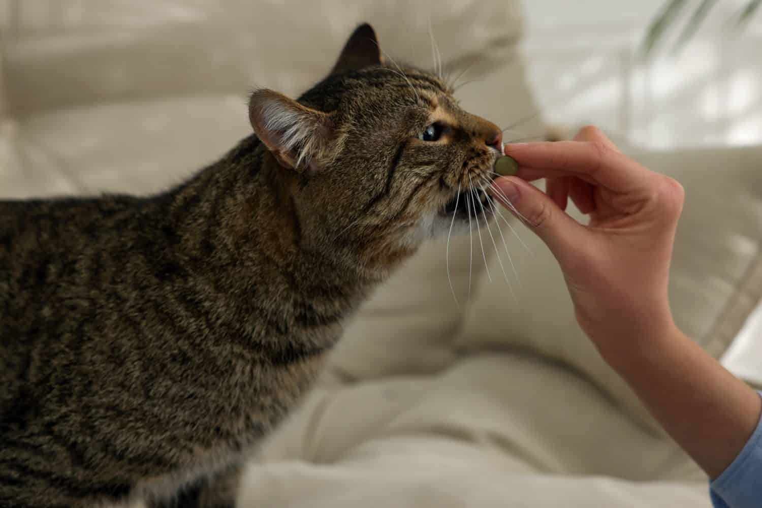 Woman giving pill to cute cat at home, closeup. Vitamins for animal