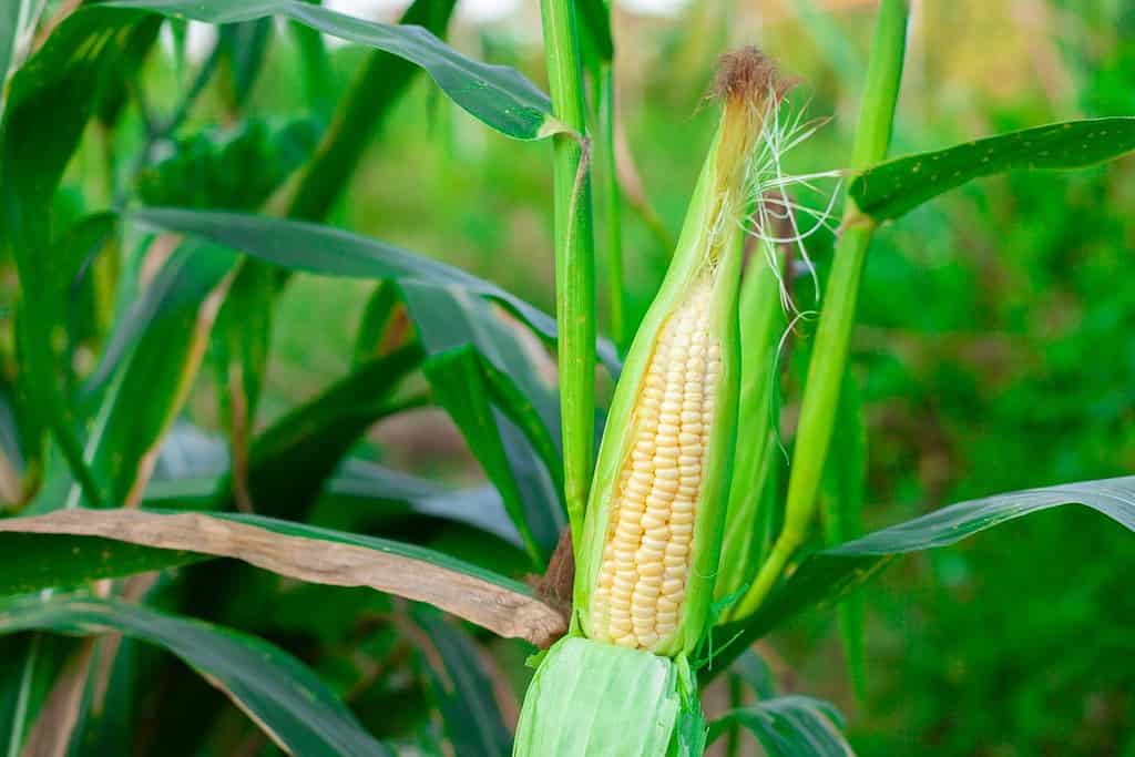 Farmer's hand holding corn in the garden Spot focus image of corn cobs in organic corn plots.