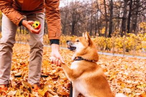 Are Akitas the Most Troublesome Dogs? 9 Common Complaints About Them  Picture